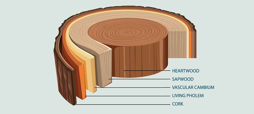 legno005